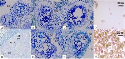 Transcriptomics and metabolomics analyses reveal pollen abortion mechanism in alfalfa early stage male sterile lines